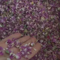 گل محمدی گلابگیری ،مربایی،پر گل..