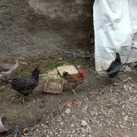 تعدادی مرغ و جوجه محلی فروشی