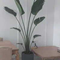 نخل نیکلای غول پیکر