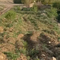 فروش زمین کشاورزی