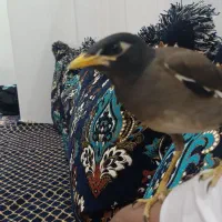 مینا نیمه آشتی جوان|پرنده|بندرعباس, |دیوار