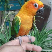 طوطی خورشیدیبب