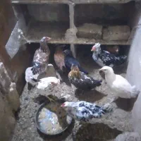 جوجه مرغ گلین کوچ شو قوب دار ریشو|حیوانات مزرعه|قم, نوبهار|دیوار