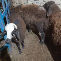 بره نر|حیوانات مزرعه|نهاوند, |دیوار