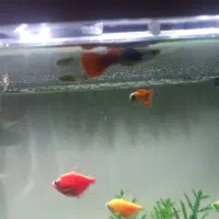 ماهی آکواریومی|ماهی|مشهد, امامیه (شهرک غرب)|دیوار