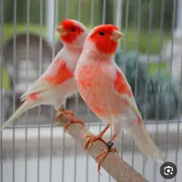 قناری نر|پرنده|رباط‌کریم, |دیوار