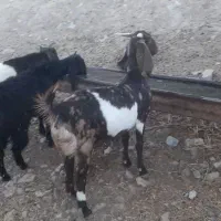 ۵راس بزغاله ماده و ۶ راس بز آبستن