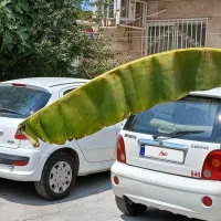 ام وی ام ۱۱۰ سه سیلندر (بیرنگ)|خودرو سواری و وانت|گرگان, |دیوار