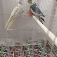 یک جفت عروس هلندی|پرنده|شیروان (خراسان), |دیوار