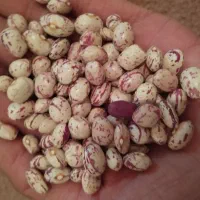 ****|خوردنی و آشامیدنی|قلقل رود, |دیوار