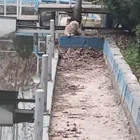 سگ گم شده یا رها شده در باغ وکیل آباد