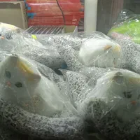 گربه خوابیده