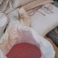 بذر گندم آبی|گل و گیاه طبیعی|شازند, |دیوار