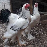 خروس برهما اصل