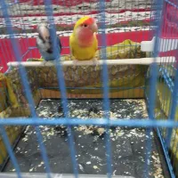 دو عدد طوطی کوتوله|پرنده|سراوان, |دیوار