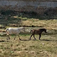فروش مادیان با کره نر ۵ماه
