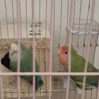 کوتوله برزیلی