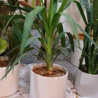 گل و گیاه تک و عمده|گل و گیاه طبیعی|امیدیه, |دیوار