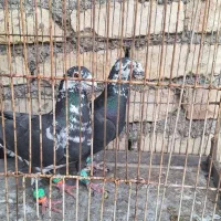 یه جفت سینه سفید درجه۱