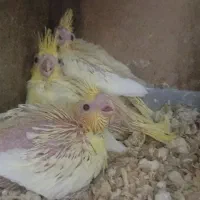 جوجه عروس هلندی|پرنده|قم, انصار‌الحسین|دیوار