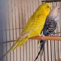 مرغ عشق مولد با جوجه های تازه دونخور و تخم و لانه|پرنده|شاهین‌شهر, مسکن مهر|دیوار