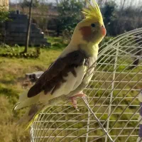 عروس هلندی جفت|پرنده|کوچصفهان, |دیوار