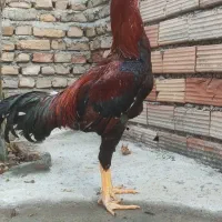 لاری|حیوانات مزرعه|گرگان, |دیوار