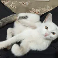 گربه خونگی پیدا شده .واگذاری رایگان|گربه|کلاله, |دیوار