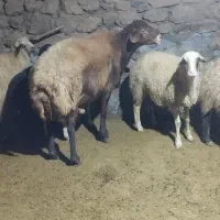 قوچ|حیوانات مزرعه|سنندج, |دیوار