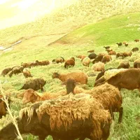 بزغاله ۹راس