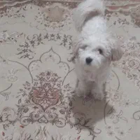 سگ اشپیتز شکاری باهوش