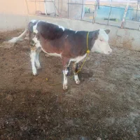 گوساله ماده بدون شاخ