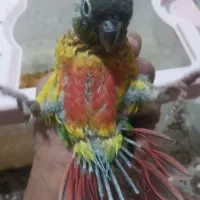 جفت مولد گرینچیک|پرنده|اندیشه, اندیشه فاز ۲|دیوار