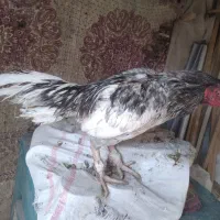 لاری نصل پاکستانی