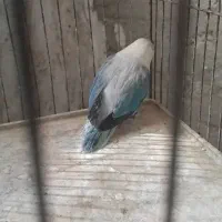 کتوله|پرنده|سراوان, |دیوار