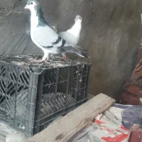 رنگی جفت سینه کوهی و جفت پرستو و پلاکی|پرنده|شوشتر, |دیوار