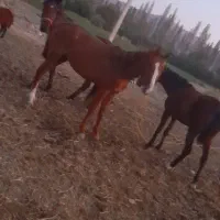 اسب ماده