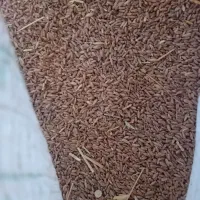 انواع دونها پرندگان  کبوتر  و مرغ