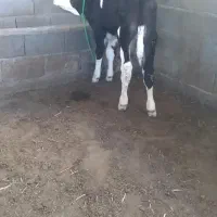 ۱عدد گوساله