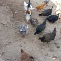 مرغ و خروس و بوقلمون