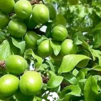 خانه-باغ