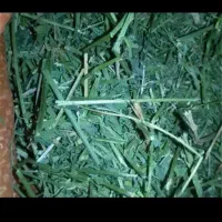 یونجه درجه یک پربرگ