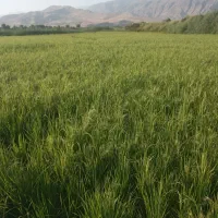 زمین کشاورزی|فروش دفتر صنعتی، کشاورزی، تجاری|سورنا, |دیوار