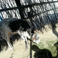 فروش گاو نسلی قیمت مناسب