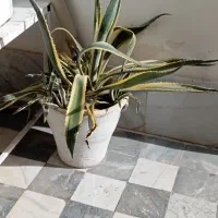 گل گاو ابلغ بزرگ