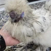 خروس
