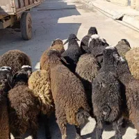 ۲۳راس بره نر و ماده|حیوانات مزرعه|قزوین, |دیوار