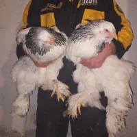 مرغ و خروس و نیمچه برهما
