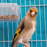 سهره داغسر یک سال قفس