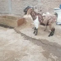 2عدد بز|حیوانات مزرعه|بناب, |دیوار